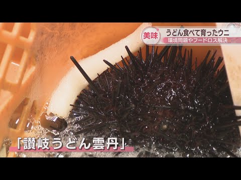【フードロス対策】うどんを食べて育ったウニ「讃岐うどん雲丹」が誕生　海藻を食べたウニより身は白く成長早い